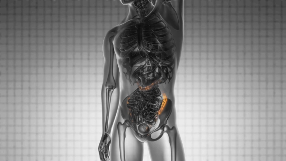 Anatomy Scan of Human Colon - Download Videohive 19576464