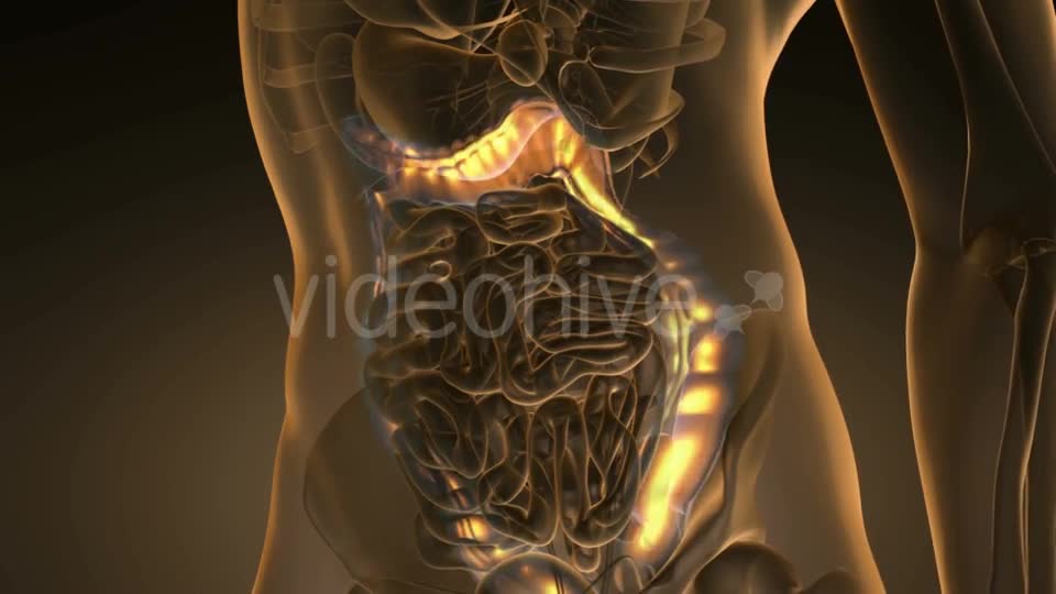 Anatomy Scan of Human Colon - Download Videohive 19894742