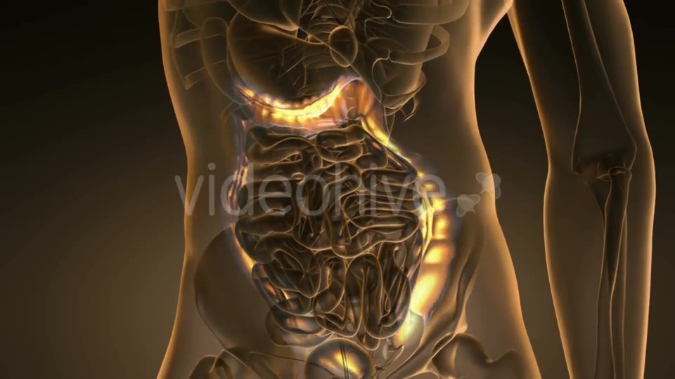 Anatomy Scan of Human Colon - Download Videohive 19894742