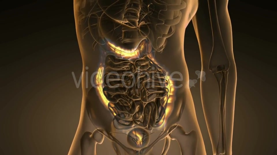 Anatomy Scan of Human Colon - Download Videohive 19894742