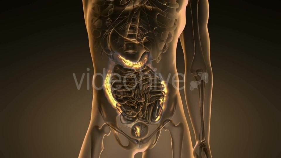 Anatomy Scan of Human Colon - Download Videohive 19894742