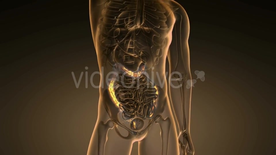 Anatomy Scan of Human Colon - Download Videohive 19894742