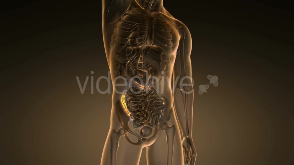 Anatomy Scan of Human Colon - Download Videohive 19894742