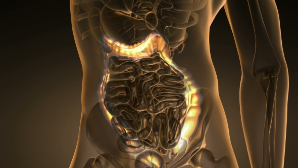 Anatomy Scan of Human Colon - Download Videohive 19894742
