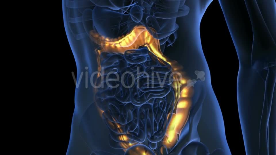 Anatomy Scan of Human Colon - Download Videohive 19894758