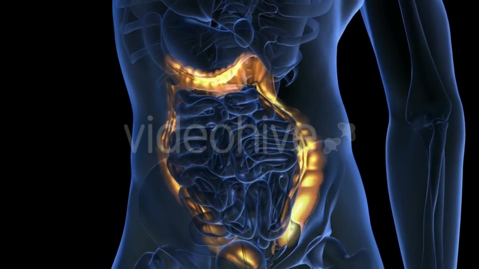 Anatomy Scan of Human Colon - Download Videohive 19894758