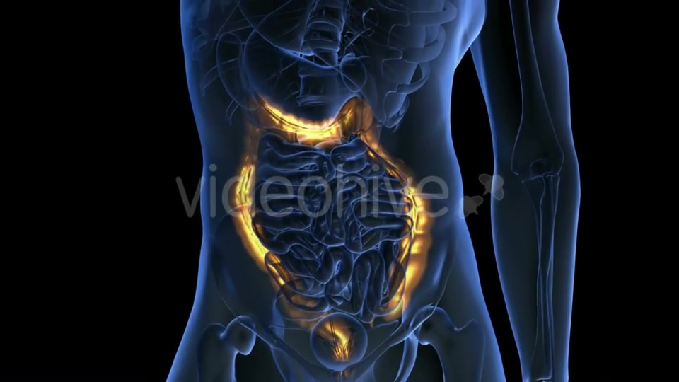 Anatomy Scan of Human Colon - Download Videohive 19894758