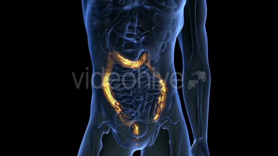 Anatomy Scan of Human Colon - Download Videohive 19894758