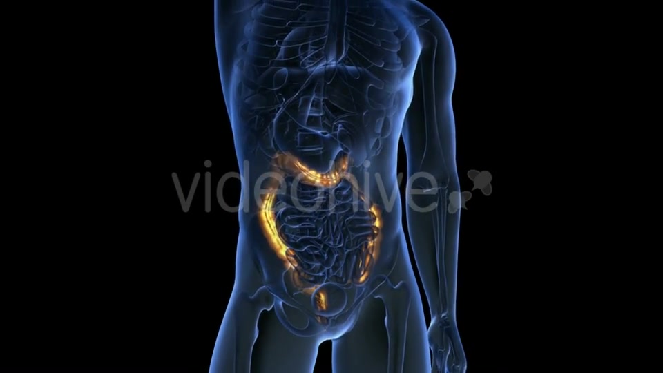 Anatomy Scan of Human Colon - Download Videohive 19894758