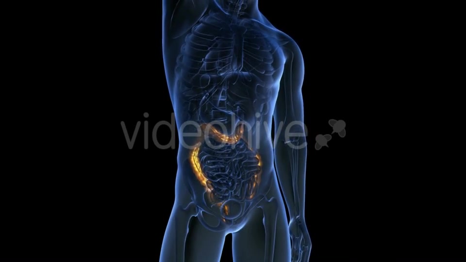 Anatomy Scan of Human Colon - Download Videohive 19894758