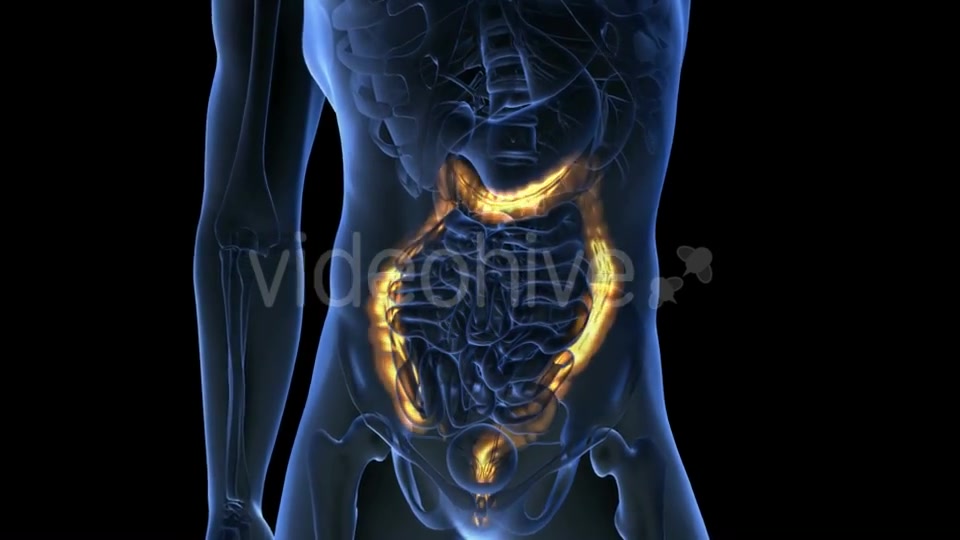 Anatomy Scan of Human Colon - Download Videohive 19928036