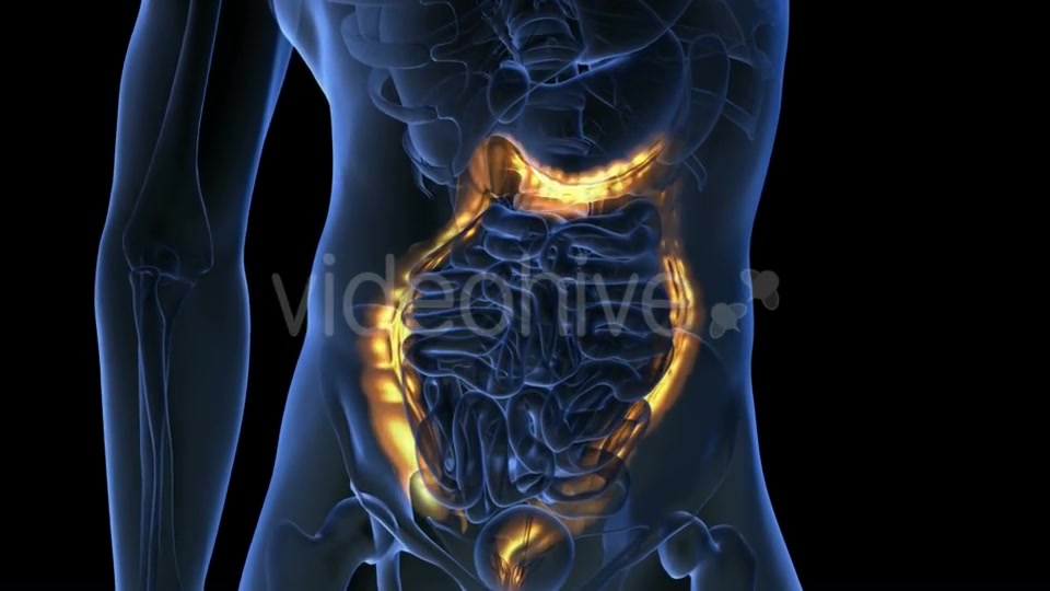 Anatomy Scan of Human Colon - Download Videohive 19928036
