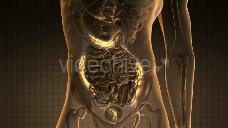 Anatomy Scan of Human Colon - Download Videohive 19928189