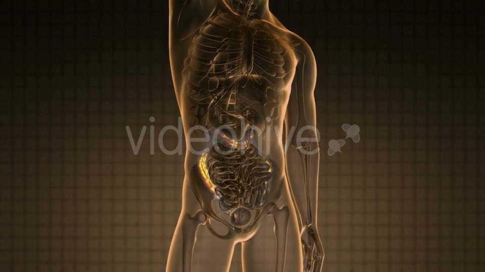 Anatomy Scan of Human Colon - Download Videohive 19928189