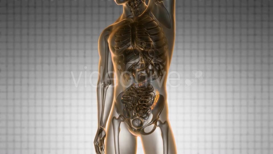 Anatomy Scan of Human Colon - Download Videohive 19989662