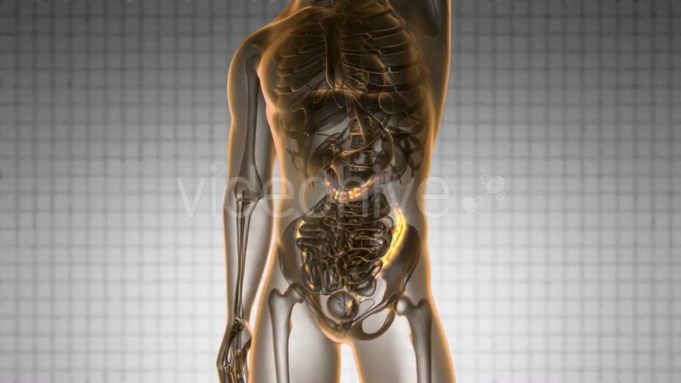 Anatomy Scan of Human Colon - Download Videohive 19989662