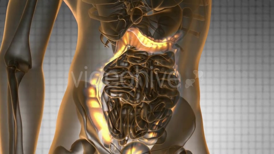 Anatomy Scan of Human Colon - Download Videohive 19989662