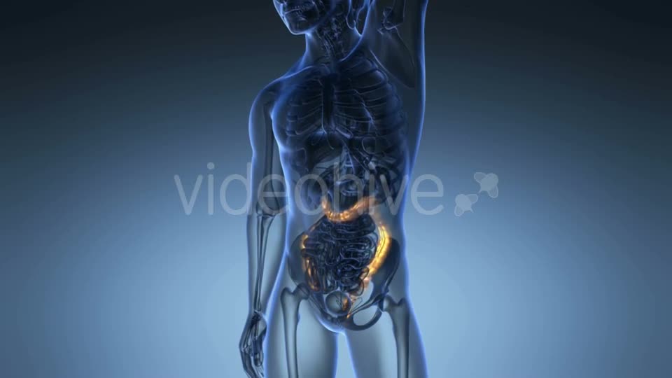 Anatomy Scan of Human Colon - Download Videohive 19989910
