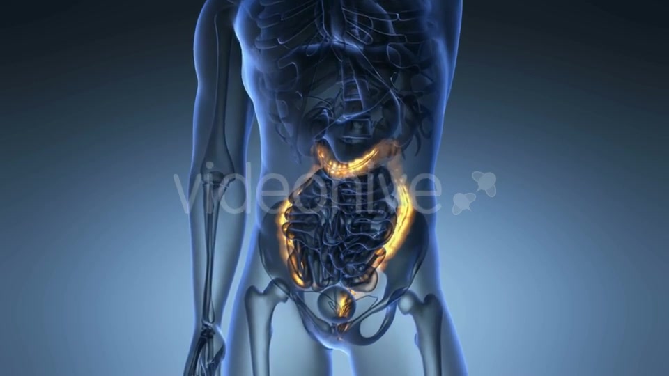 Anatomy Scan of Human Colon - Download Videohive 19989910