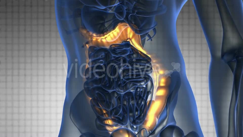 Anatomy Scan of Human Colon - Download Videohive 20117524