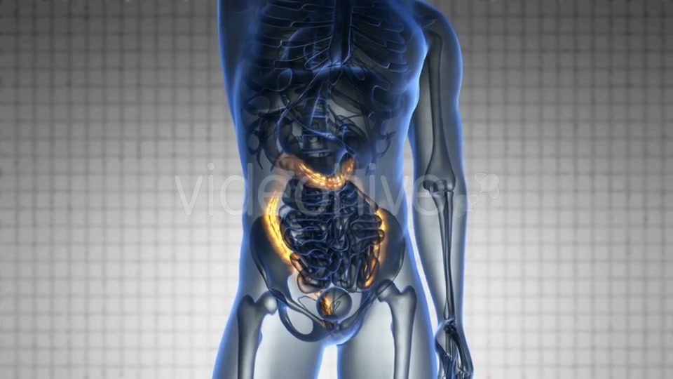 Anatomy Scan of Human Colon - Download Videohive 20117524