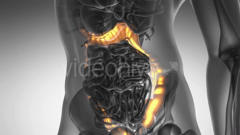 Anatomy Scan of Human Colon - Download Videohive 20290790