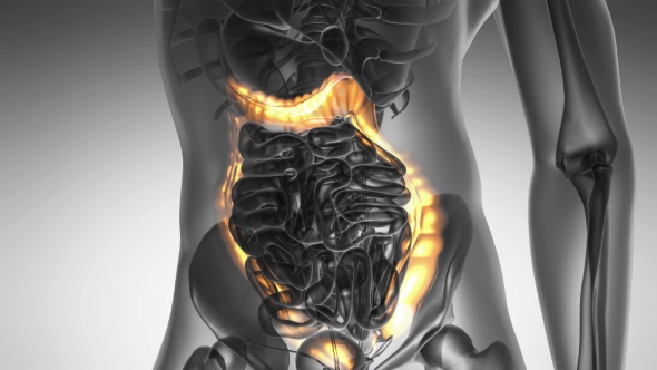 Anatomy Scan of Human Colon - Download Videohive 20290790