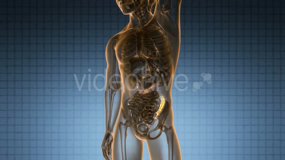 Anatomy Scan of Human Colon - Download Videohive 20624989