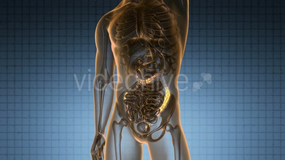 Anatomy Scan of Human Colon - Download Videohive 20624989