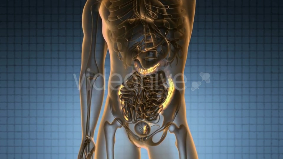 Anatomy Scan of Human Colon - Download Videohive 20624989