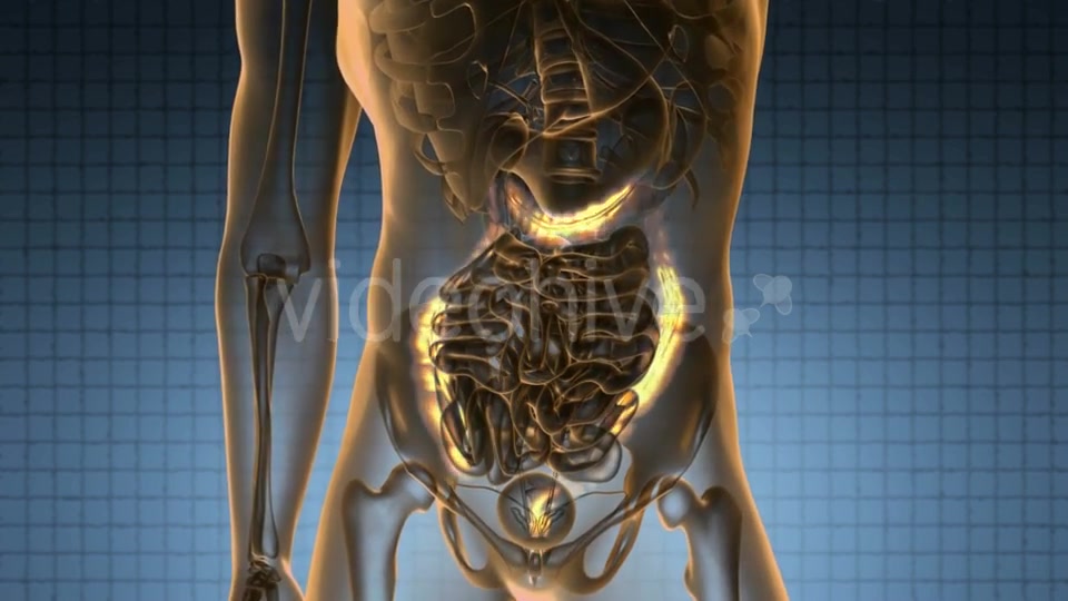 Anatomy Scan of Human Colon - Download Videohive 20624989