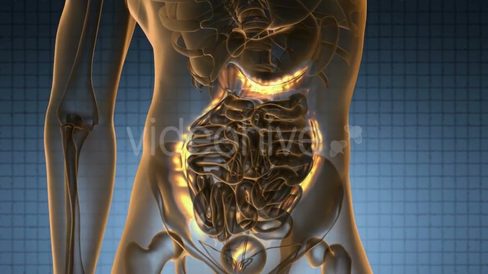 Anatomy Scan of Human Colon - Download Videohive 20624989