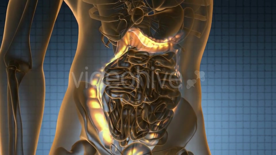 Anatomy Scan of Human Colon - Download Videohive 20624989