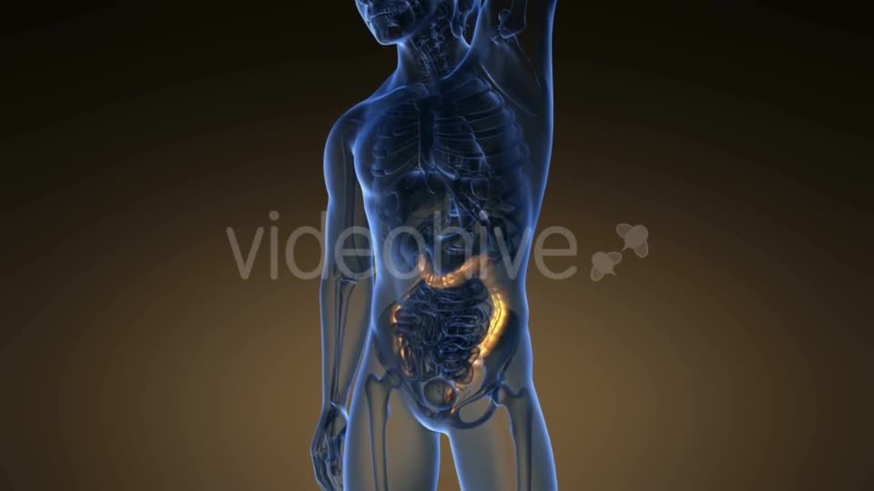 Anatomy Scan of Human Colon - Download Videohive 21225392