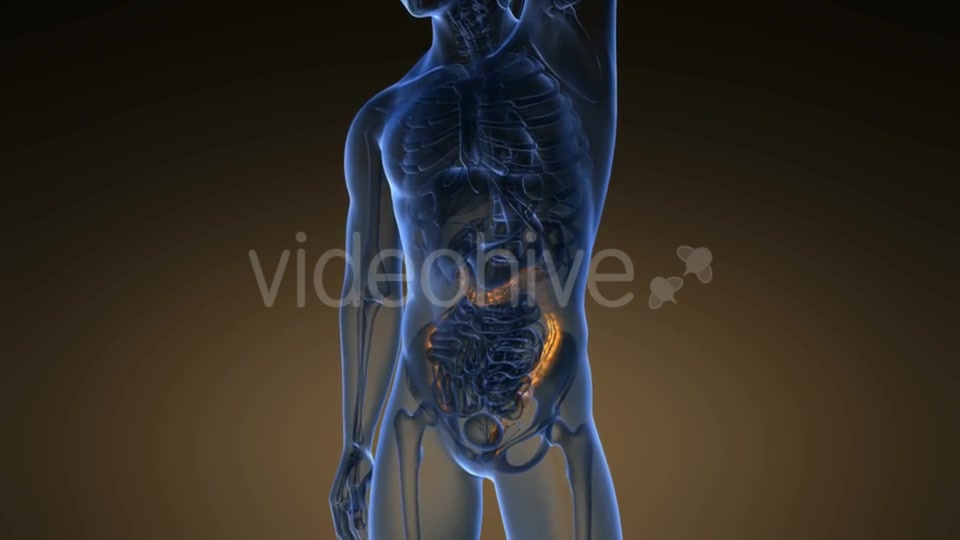 Anatomy Scan of Human Colon - Download Videohive 21225392