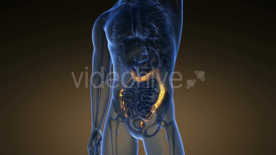 Anatomy Scan of Human Colon - Download Videohive 21225392