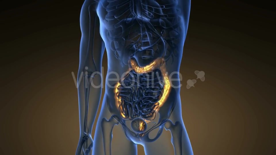 Anatomy Scan of Human Colon - Download Videohive 21225392