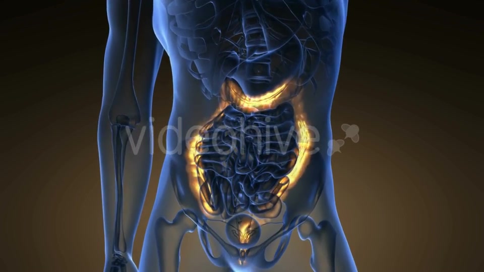 Anatomy Scan of Human Colon - Download Videohive 21225392