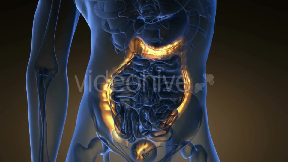 Anatomy Scan of Human Colon - Download Videohive 21225392