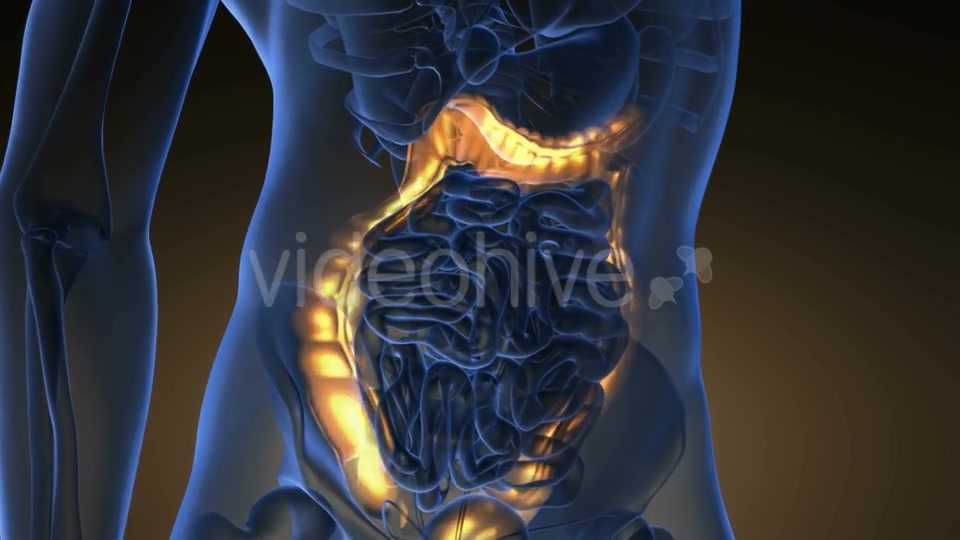 Anatomy Scan of Human Colon - Download Videohive 21225392