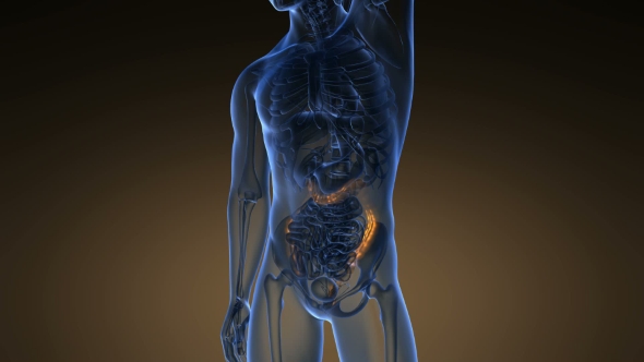 Anatomy Scan of Human Colon - Download Videohive 21225392