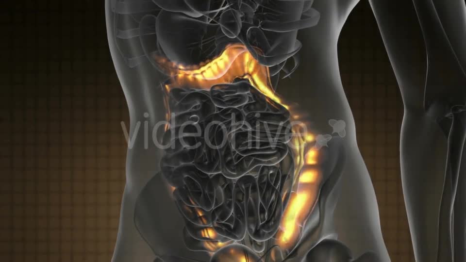 Anatomy Scan of Human Colon - Download Videohive 21225500