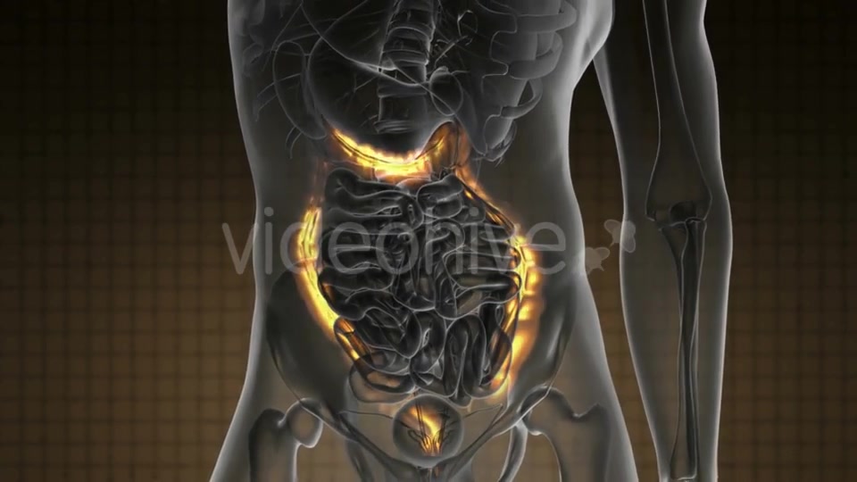 Anatomy Scan of Human Colon - Download Videohive 21225500