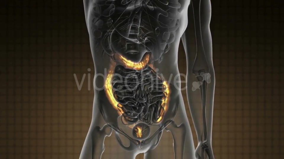 Anatomy Scan of Human Colon - Download Videohive 21225500