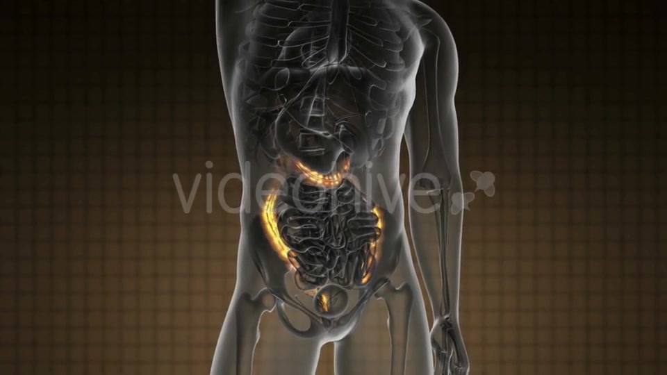 Anatomy Scan of Human Colon - Download Videohive 21225500