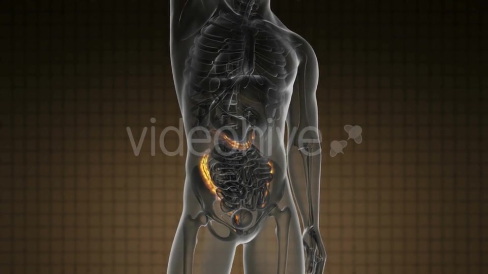 Anatomy Scan of Human Colon - Download Videohive 21225500