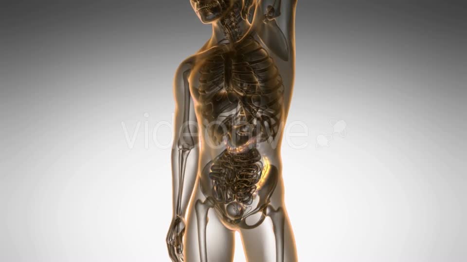 Anatomy Scan of Human Colon - Download Videohive 21264370