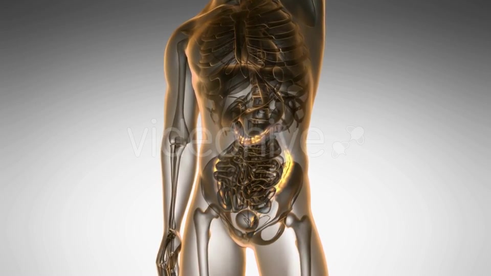 Anatomy Scan of Human Colon - Download Videohive 21264370