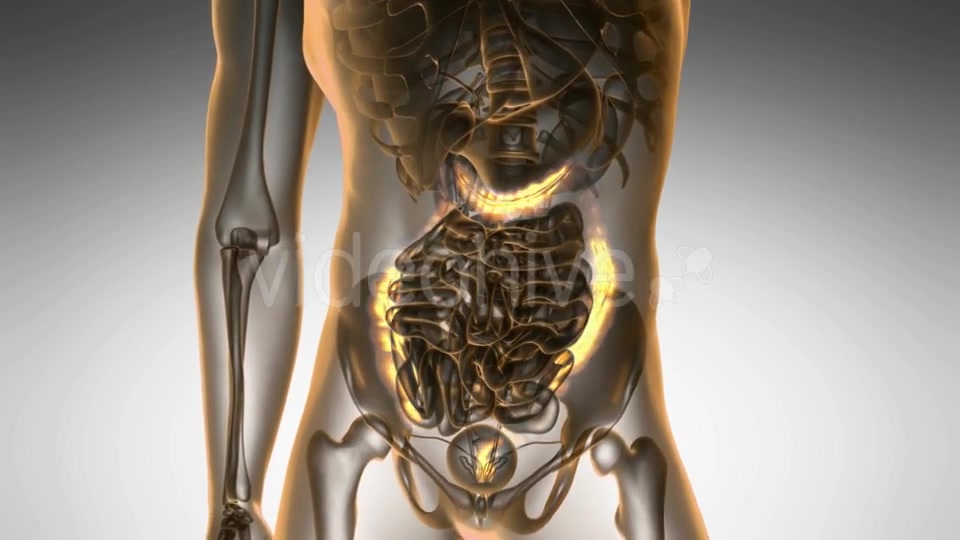 Anatomy Scan of Human Colon - Download Videohive 21264370