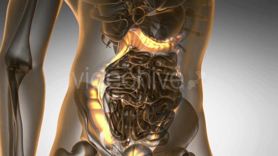 Anatomy Scan of Human Colon - Download Videohive 21264370